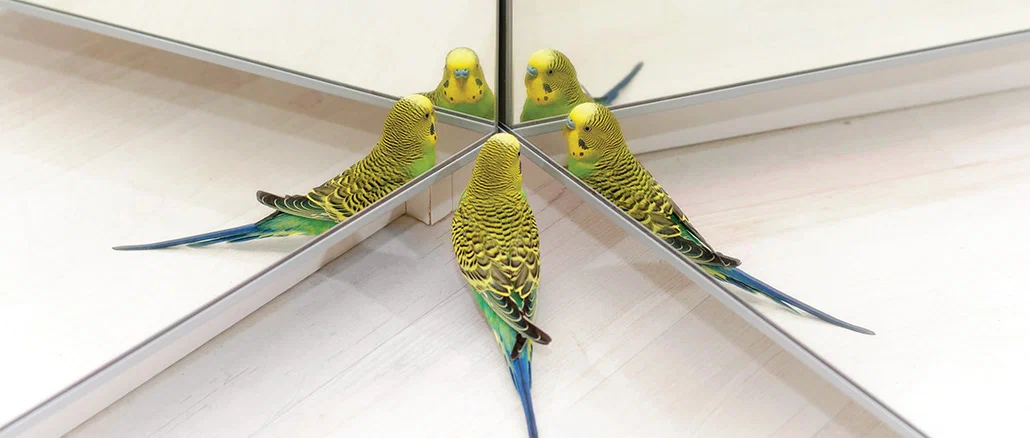 Почему попугаи любят зеркала